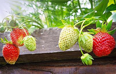 《叛逆AI模拟器》明年1月12日发售，本周开启封测